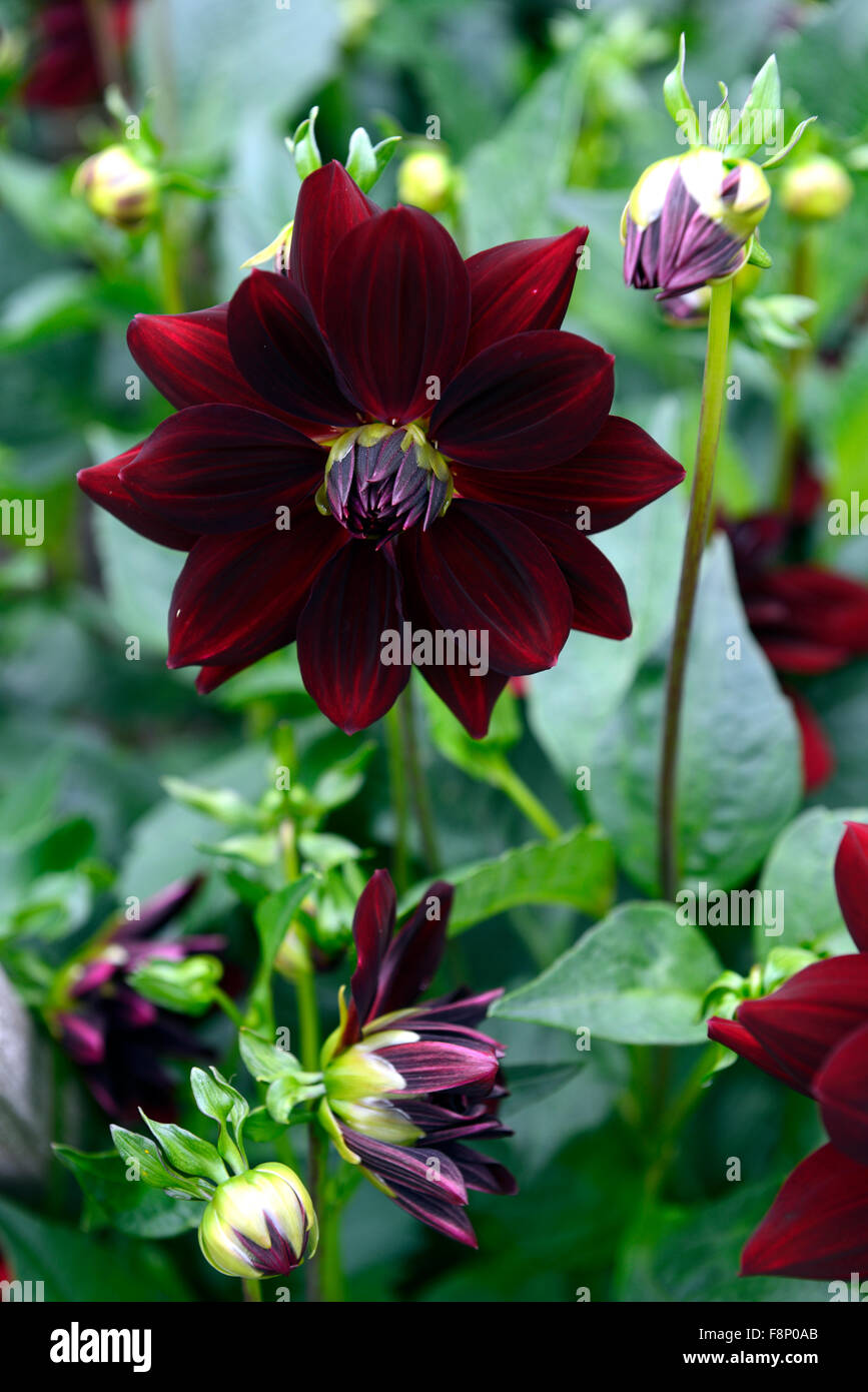 Dalia Arabian night rojo oscuro de flores flores dalias dalias flor flor  perenne tuberosa tubérculos de plantas florales de RM Fotografía de stock -  Alamy