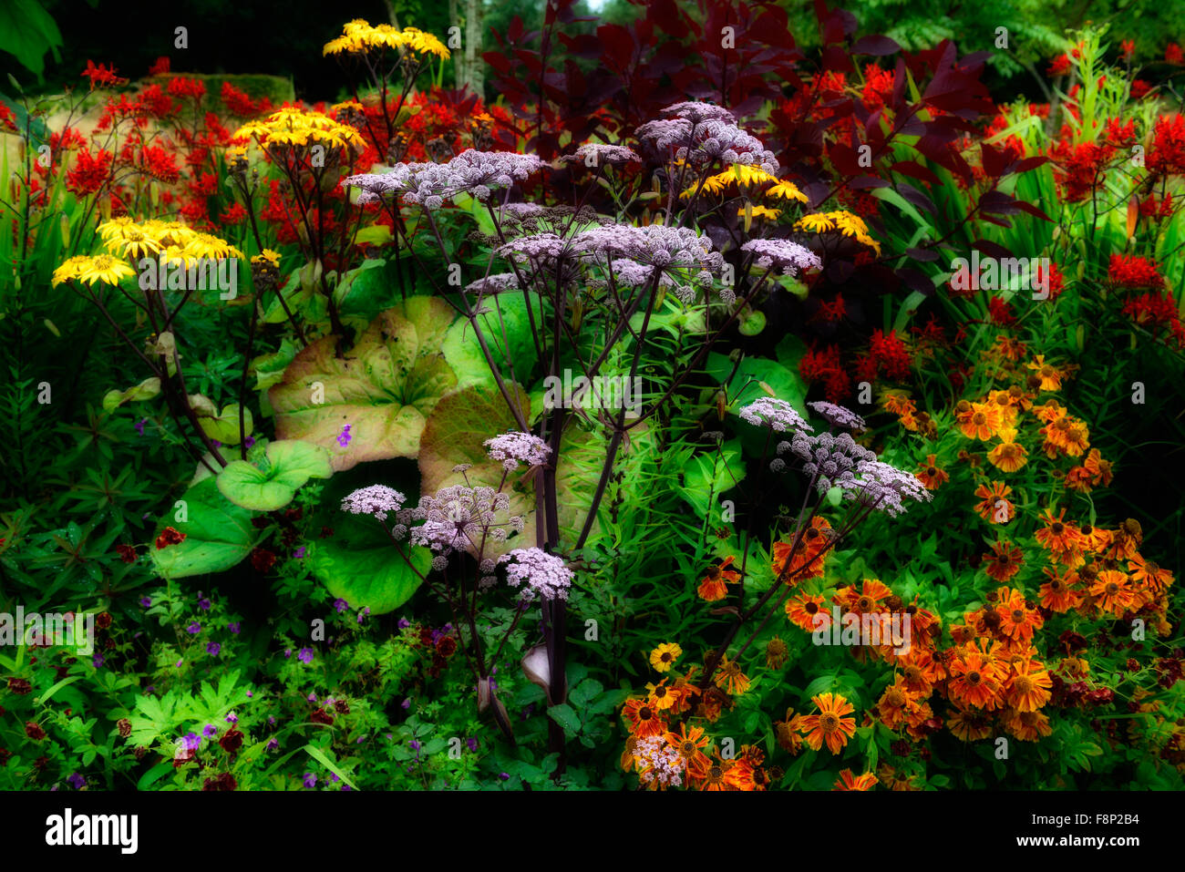 Angélica umbellifer helenium ligularia crocosmia cama caliente frontera pantalla mixta mezcla de verano flores perennes florales RM Foto de stock