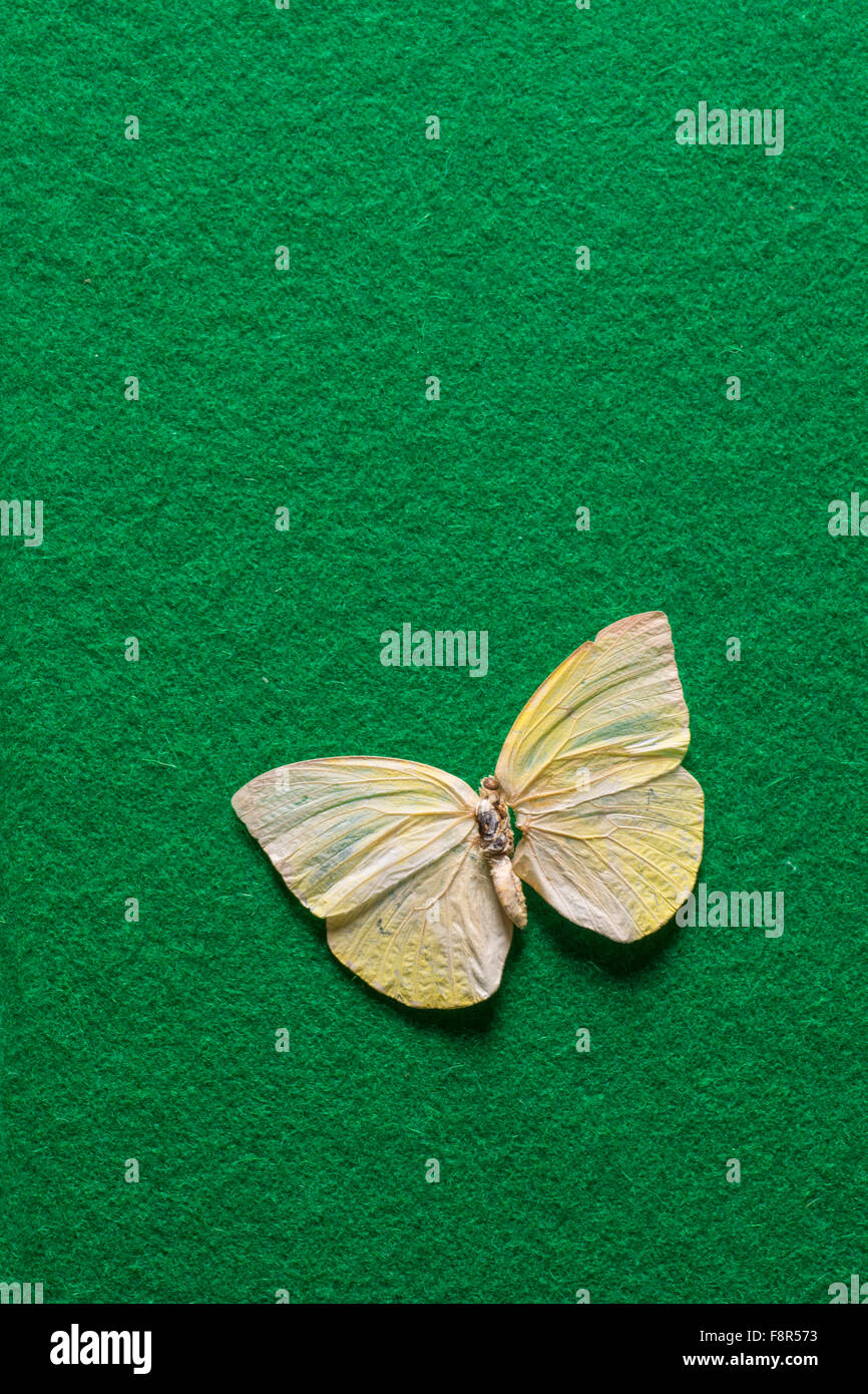 Mariposa amarilla de la taxidermia Foto de stock