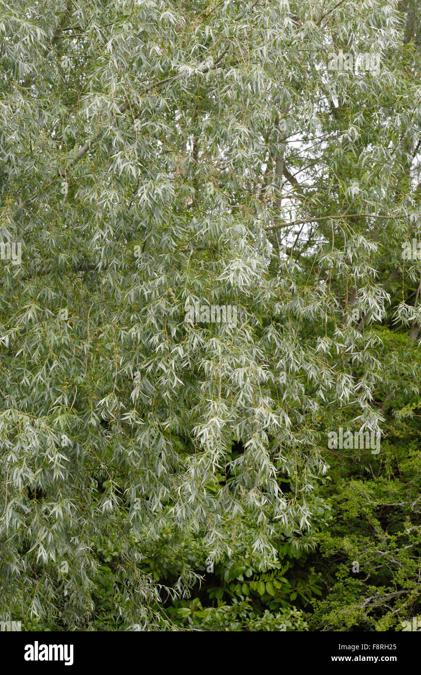 Sauce blanco, Salix Alba, follaje en un árbol junto al y Avon