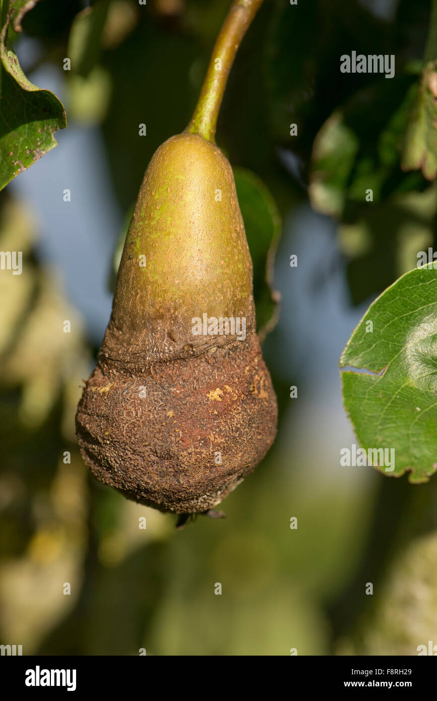 Corky brown daños en la parte inferior de una pera fruta temprana posiblemente causado por la infestación por ácaros Eriophyid blister Foto de stock