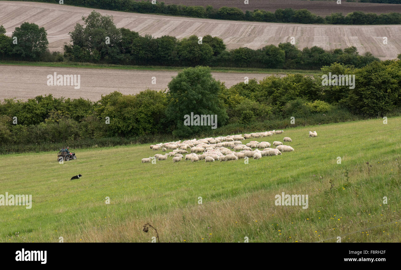 Pastores en un quad con su perro collie redondeo hacia arriba y mover las ovejas, Berkshire, Septiembre Foto de stock