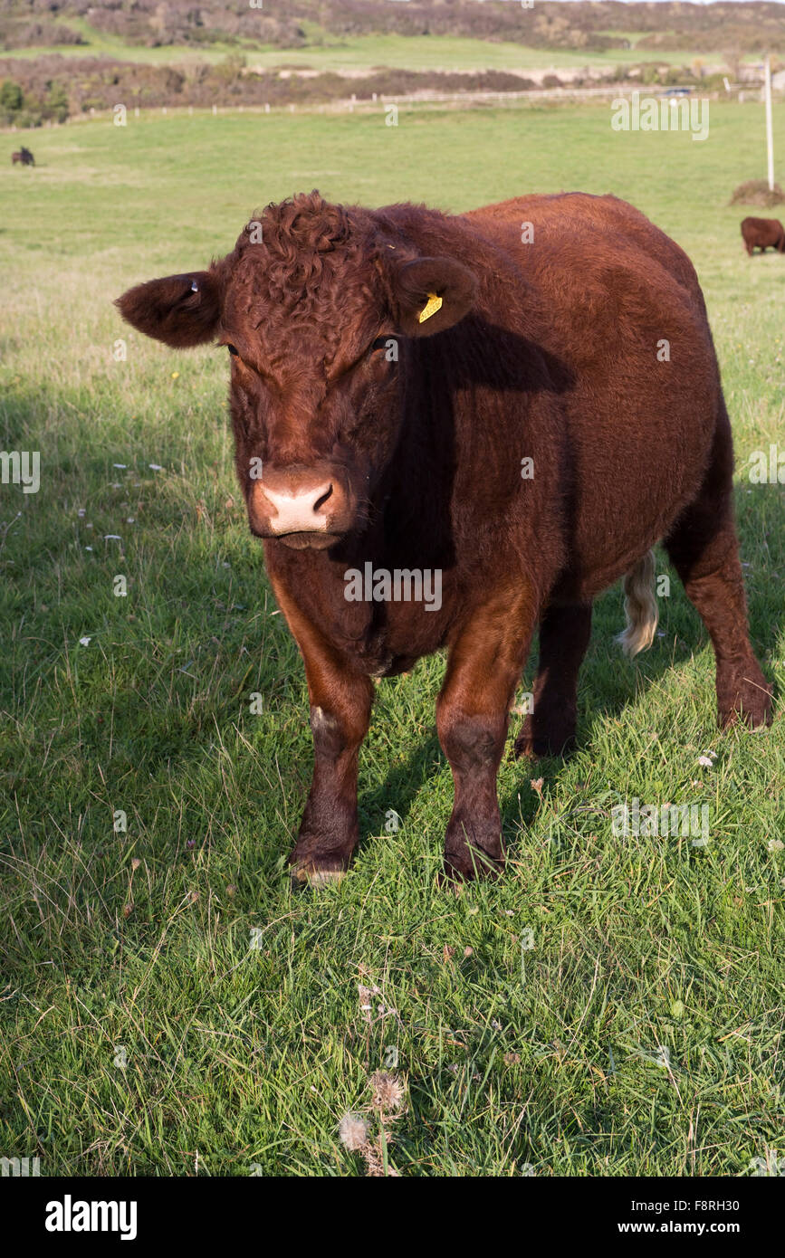 Un curioso color rojo rubí Devon steer en pasto en Occidente Bexington, Dorset, Octubre Foto de stock
