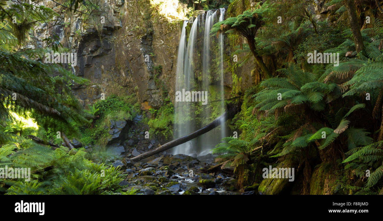 Cascada de selva tropical, bosque de hayas, Victoria, Australia Foto de stock