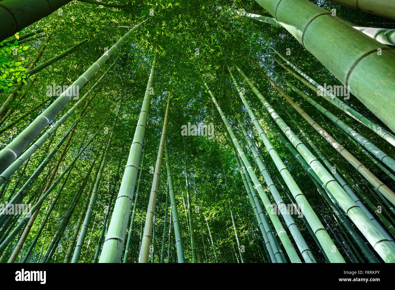 Ángulo de visión baja de bambú, Kyoto, Japón Foto de stock