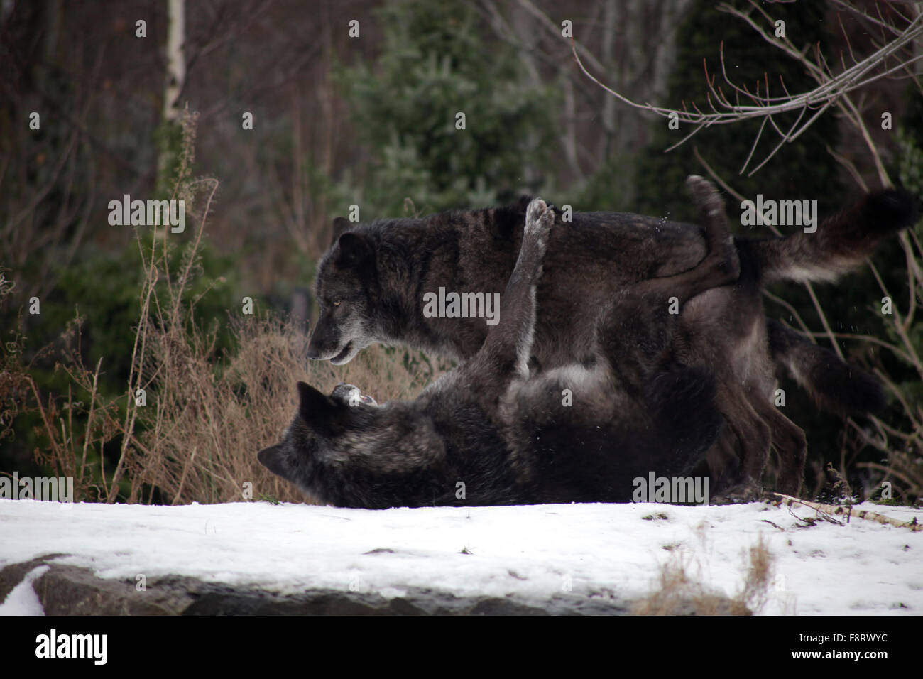 Los Lobos en el zoológico de Hannover, Baja Sajonia, Alemania. Foto de stock