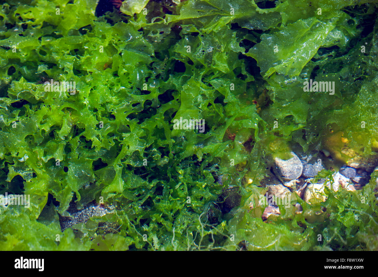 La lechuga de mar (Ulva lactuca) en el grupo de rock Foto de stock