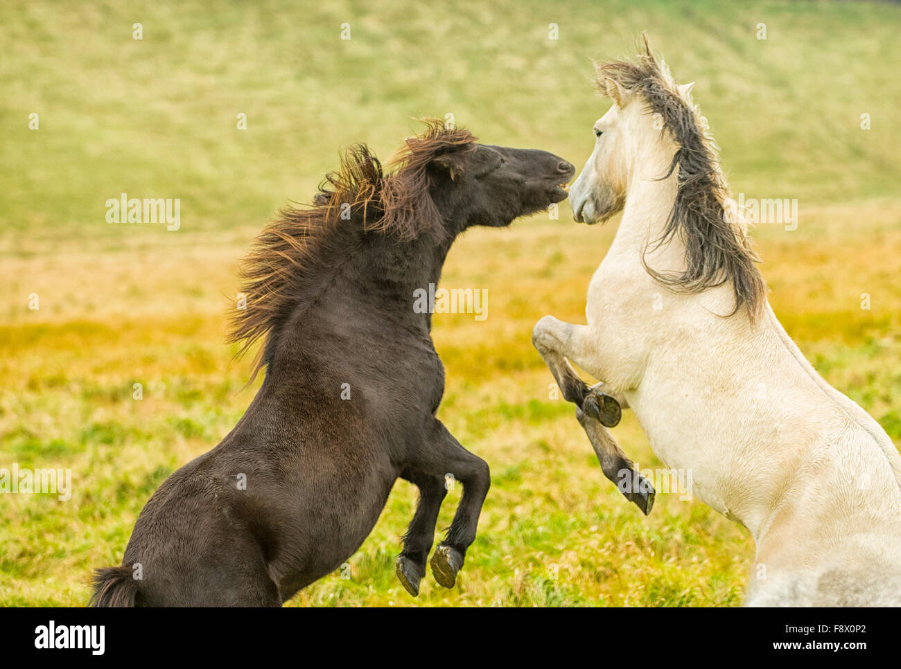 Fuera de Vik. Dos caballos islandeses jugando juntos. Foto de stock