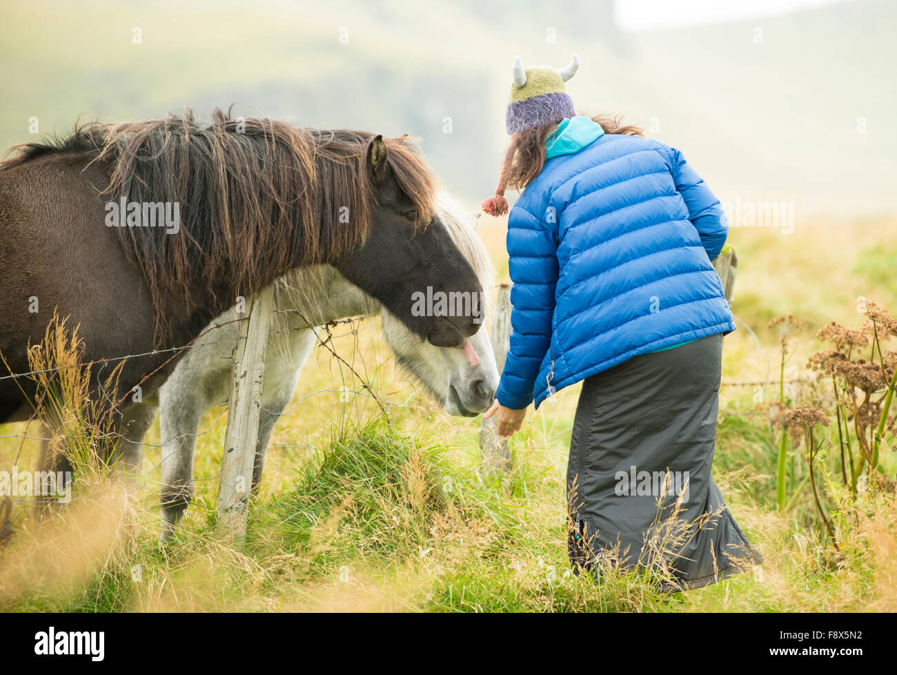 Fuera de Vik. Mujer interactuando con caballos islandeses. Foto de stock