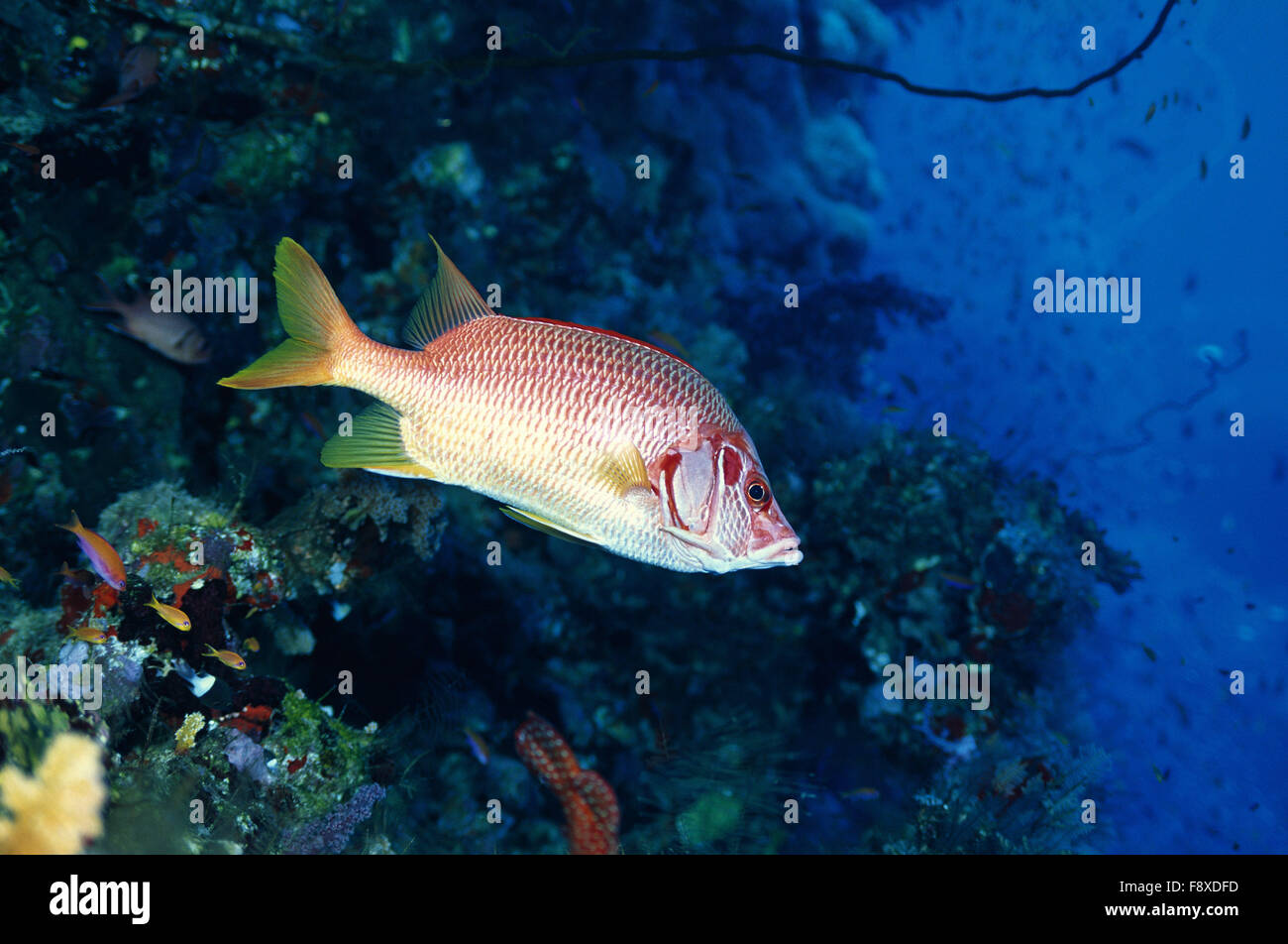 Jawed fishes fotografías e imágenes de alta resolución Alamy