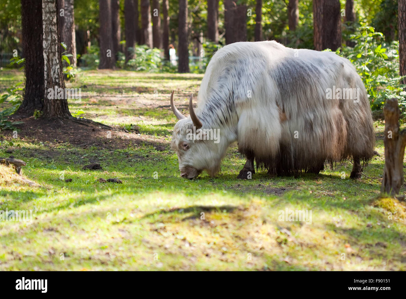Gruñen ox contra la naturaleza antecedentes Foto de stock