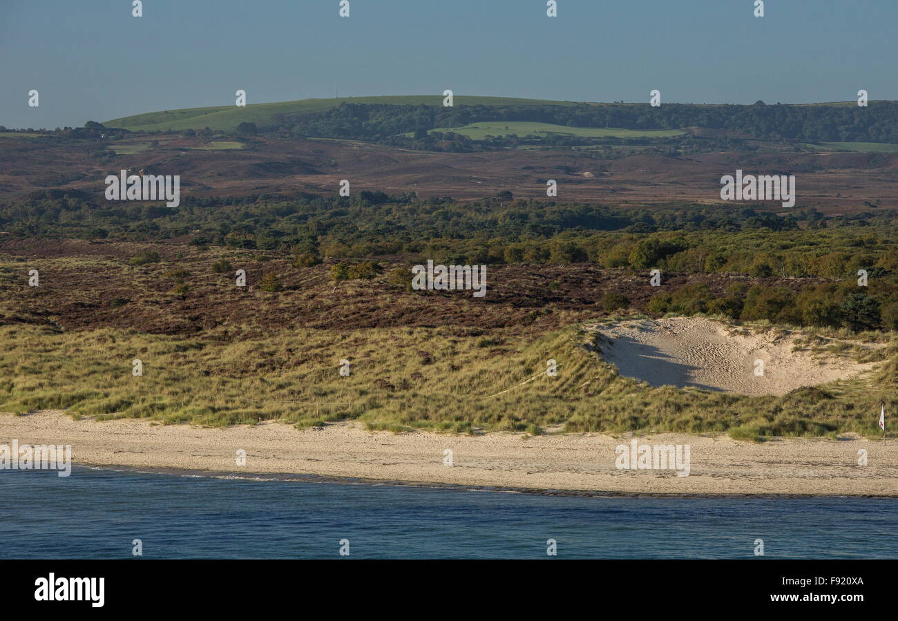 Playa, dunas y brezales en Studland, parte de Godlingston Studland y Heath NNR, Dorset Foto de stock