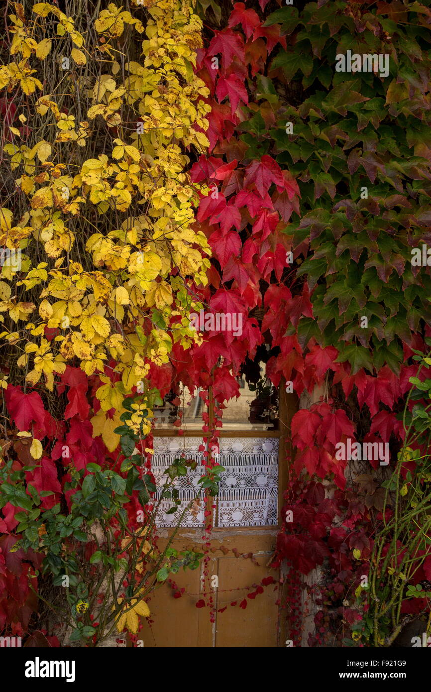 La hiedra de Boston, Parthenocissus tricuspidata Veitchii '' y Virginia, Parthenocissus quinquefolia reductor en otoño; Saint-Germain-s Foto de stock