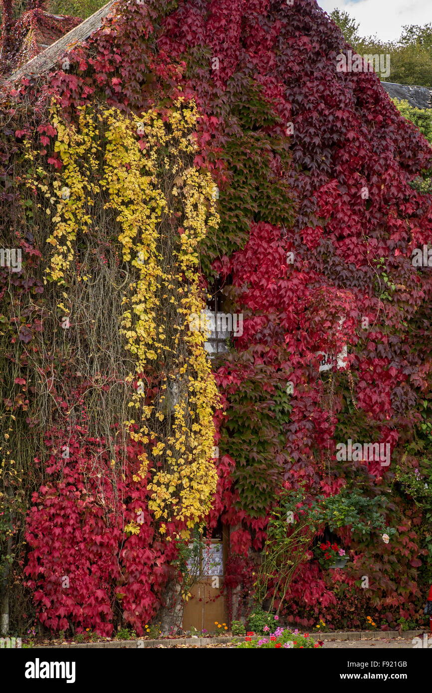 La hiedra de Boston, Parthenocissus tricuspidata Veitchii '' y Virginia, Parthenocissus quinquefolia reductor en otoño; Saint-Germain-s Foto de stock