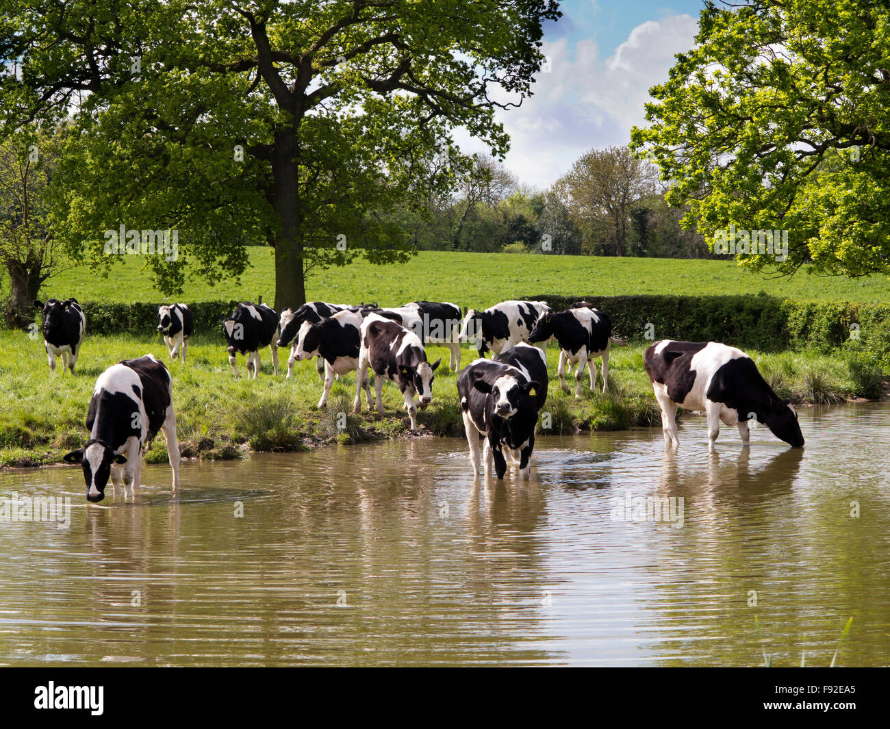 Reino Unido, Inglaterra, Cheshire, Astbury, ganado lechero Fresian refrescarse en Macclesfield Canal durante el tiempo caliente Foto de stock