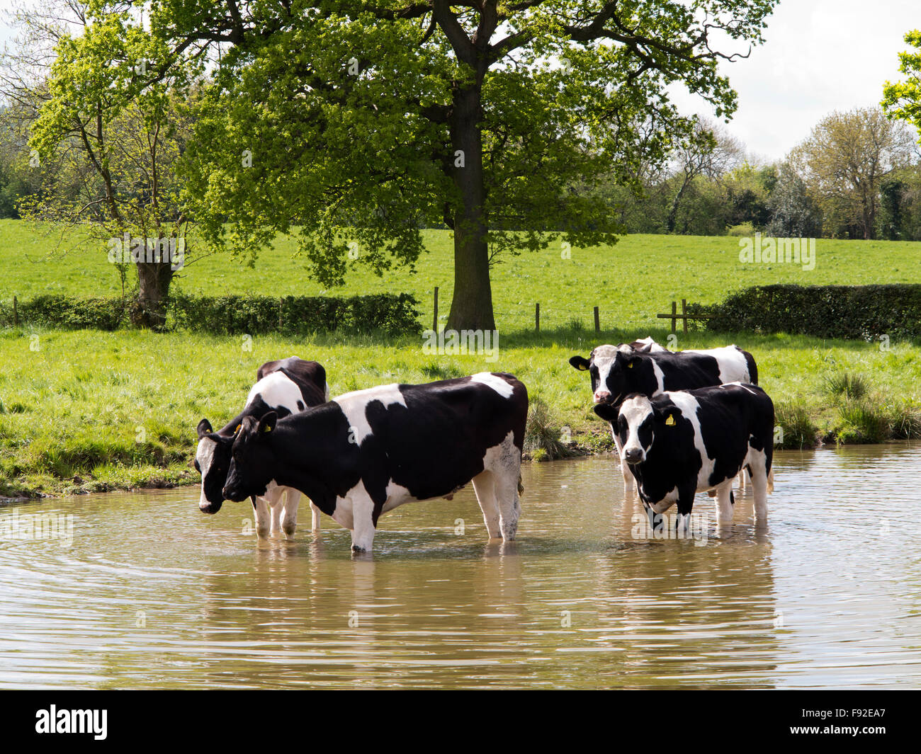 Reino Unido, Inglaterra, Cheshire, Astbury, ganado lechero Fresian refrescarse en Macclesfield Canal durante el tiempo caliente Foto de stock
