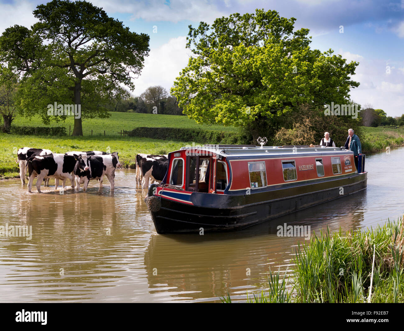 Reino Unido, Inglaterra, Cheshire, Astbury, pasando narrowboat ganado lechero de refrescarse en Macclesfield Canal Foto de stock