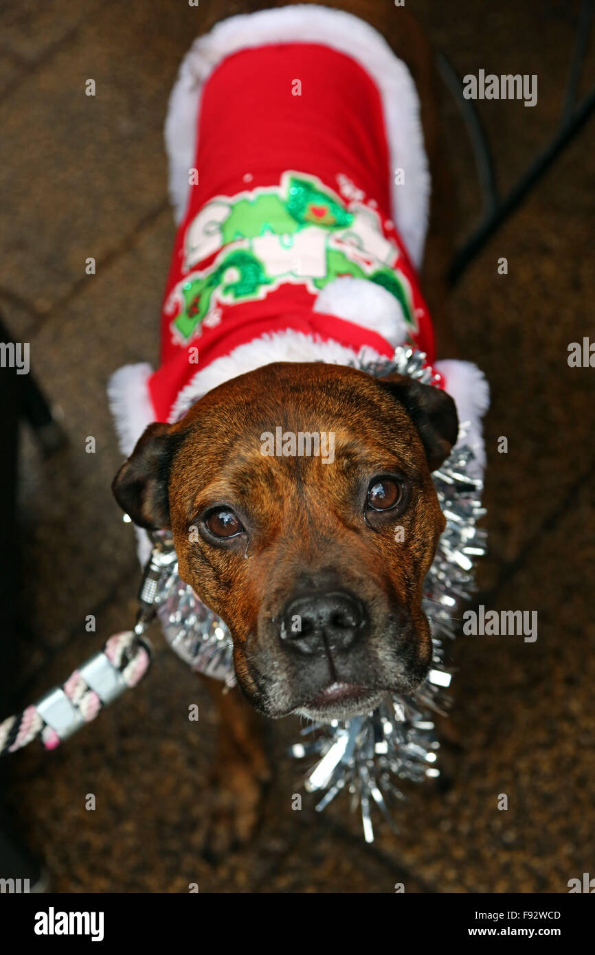 Perros vestidos para navidad fotografías e imágenes de alta resolución -  Página 3 - Alamy