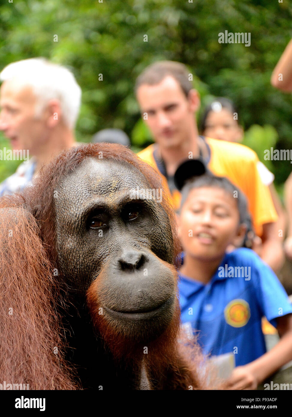 Orangután con el turismo en el centro de rehabilitación de orangutanes Sepilok Foto de stock