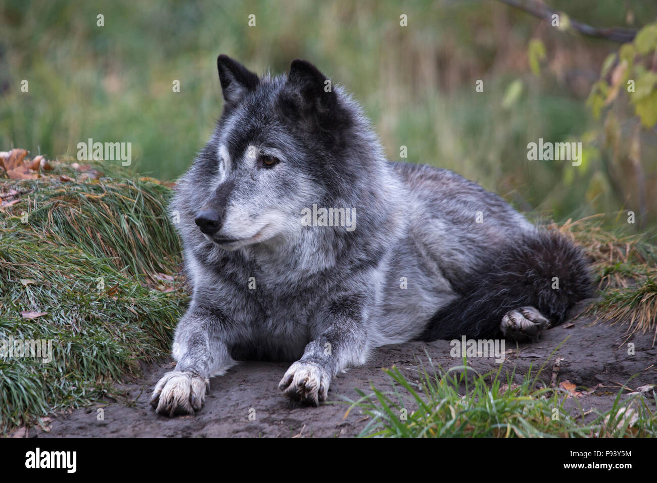 Lobo gris (Canis lupus) en bosques canadienses exhiben zoo Foto de stock