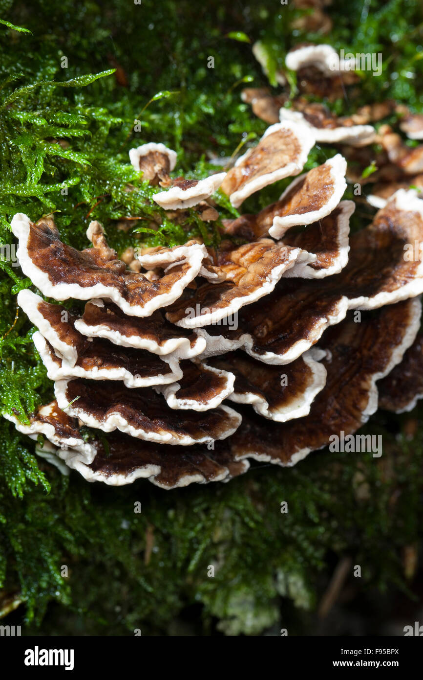 Turquía, cola, Schmetterlings-Tramete Turkeytail, Schmetterlingstramete, Bunte Tramete, Trametes versicolor, Coriolus versicolor Foto de stock