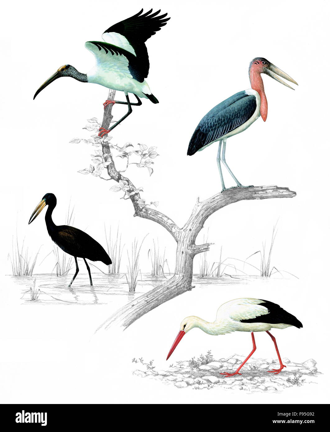 Aves de patas largas y de cuello largo fotografías e imágenes de alta  resolución - Alamy