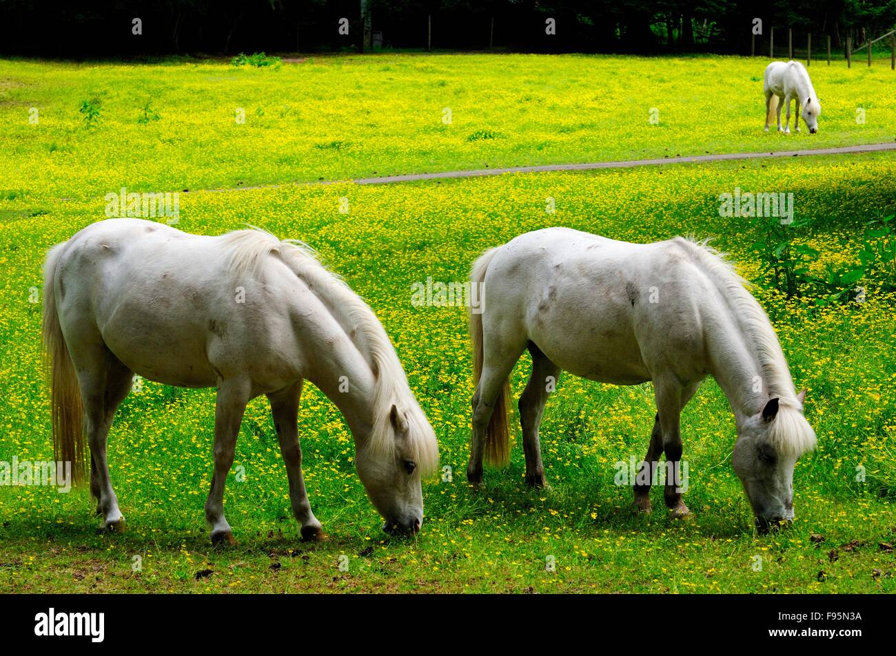 Welsh ponis en un campo de ranúnculos. Foto de stock