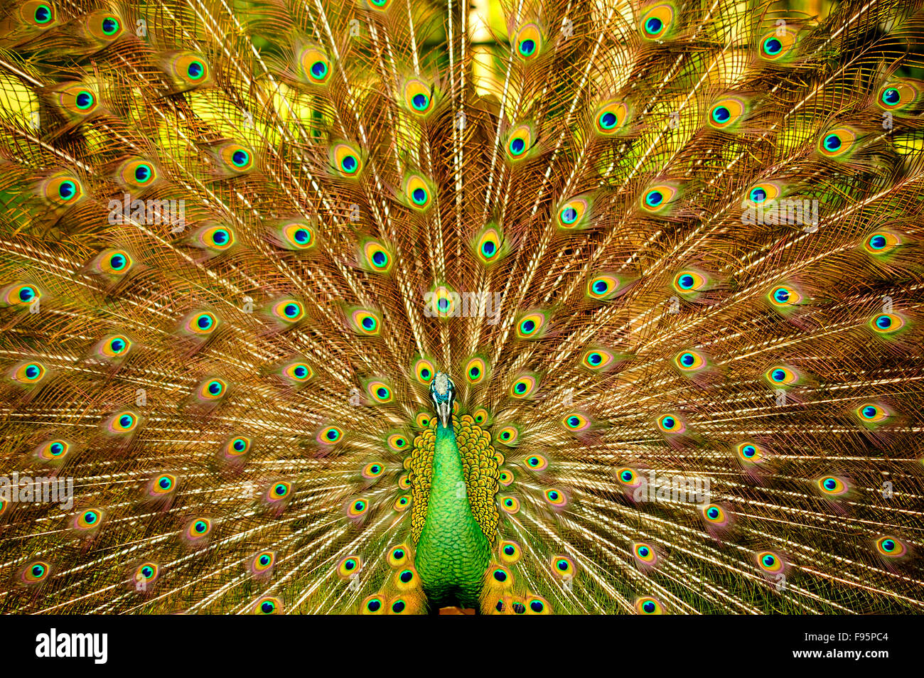 Peacock, Pava spp., Charin Garden Resort, provincia de Chiang Rai, Tailandia Foto de stock