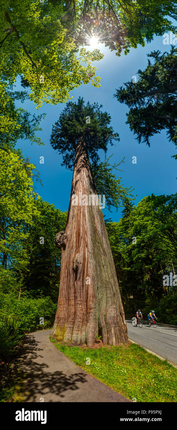 Grandes árboles de cedro rojo occidental, Parque Stanley Fotografía de  stock - Alamy