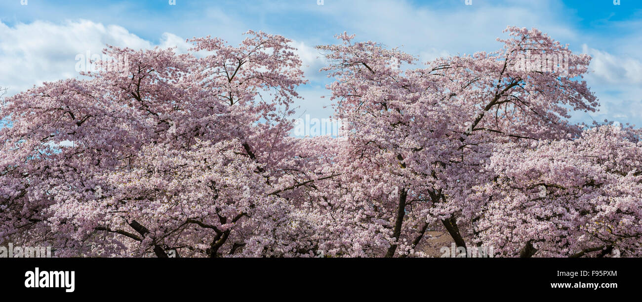 Árbol de cerezo en flor Foto de stock