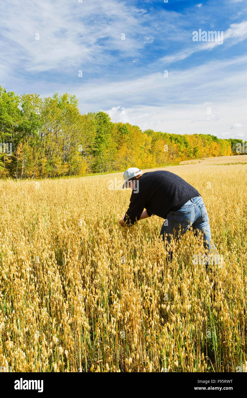 Un agricultor scouts madurando un campo de avena cerca de Grandview, Manitoba, Canadá Foto de stock