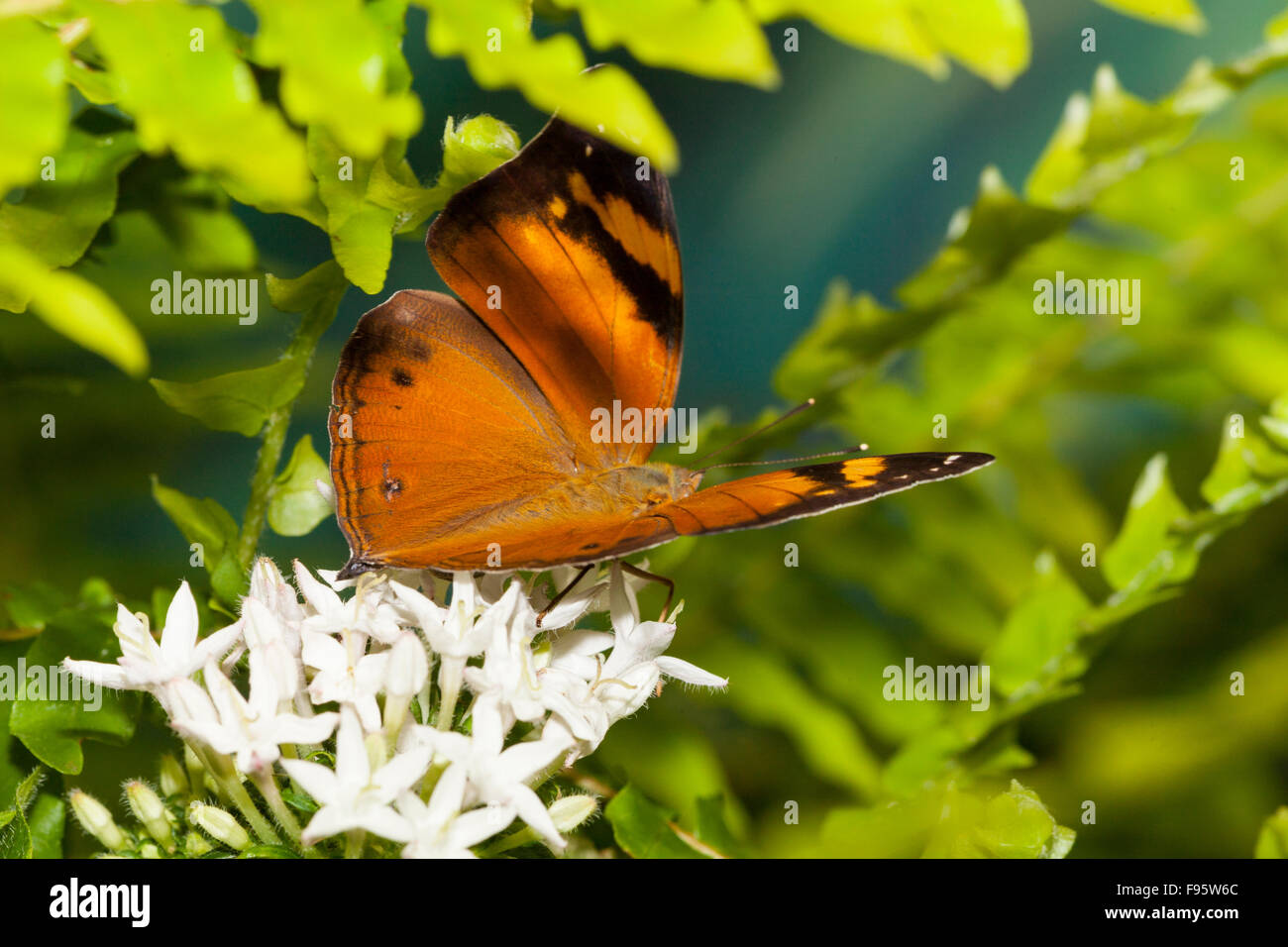 Hoja de Otoño Butterfly (Doleschallia bisaltide) Foto de stock