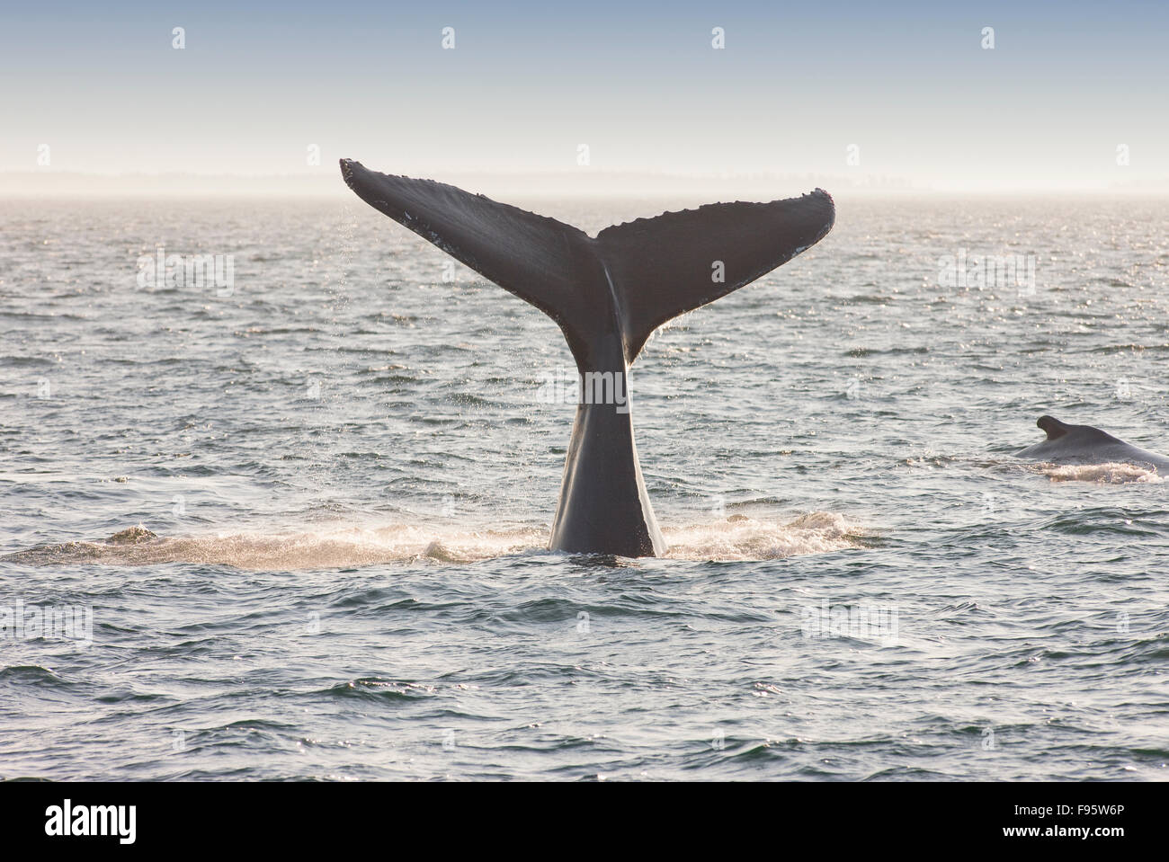 De Fluke, la ballena jorobada (Megaptera novaeangliae) off Grand Manan Island, la Bahía de Fundy, New Brunswick, Canadá Foto de stock