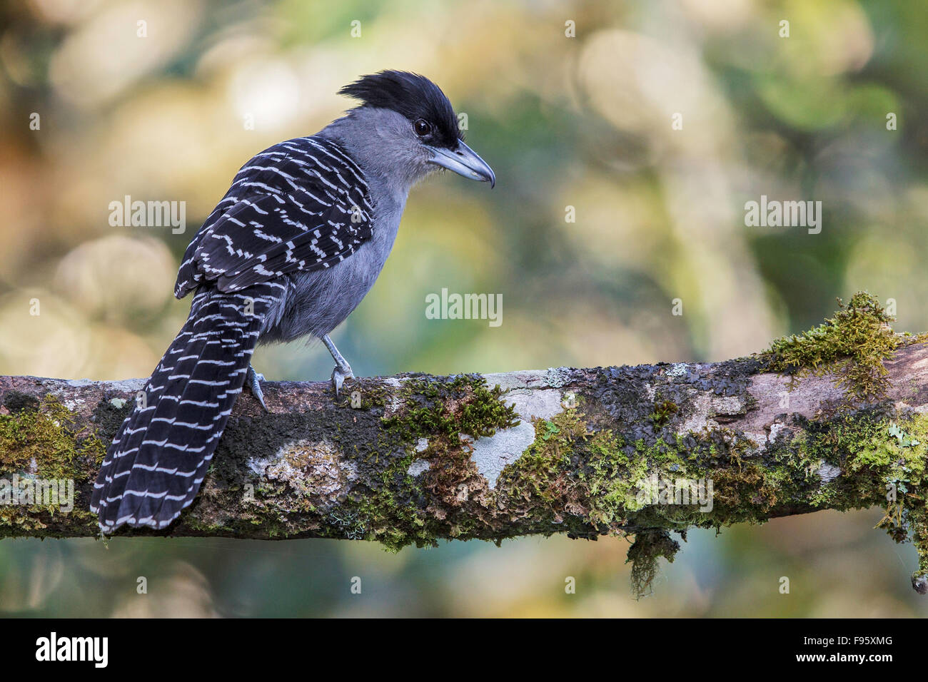 Batara fotografías e imágenes de alta resolución - Alamy