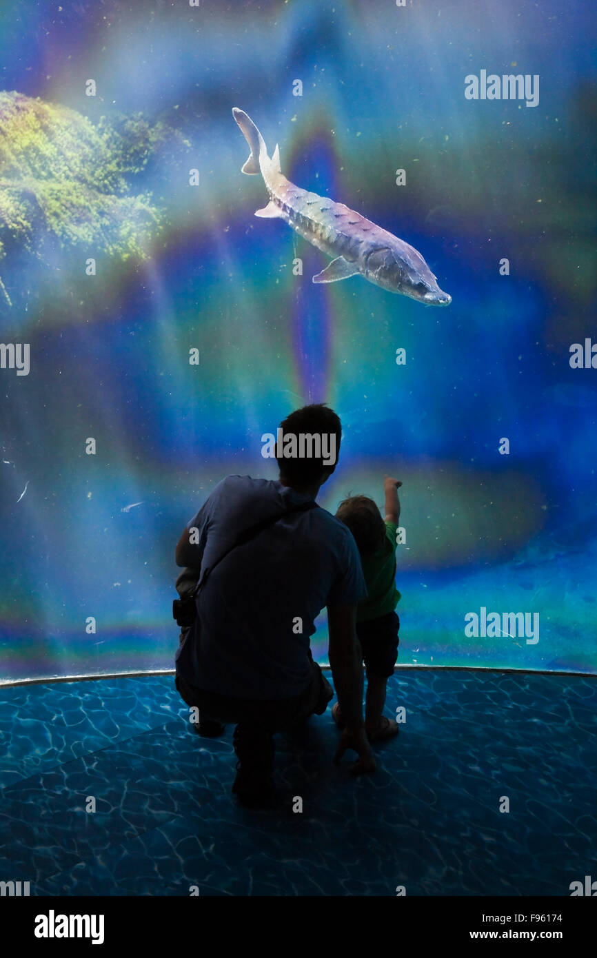 Un padre y su hija joven observando el esturión (Acipenser) a través del cristal del acuario en el Montreal Biodome, Montreal, Foto de stock