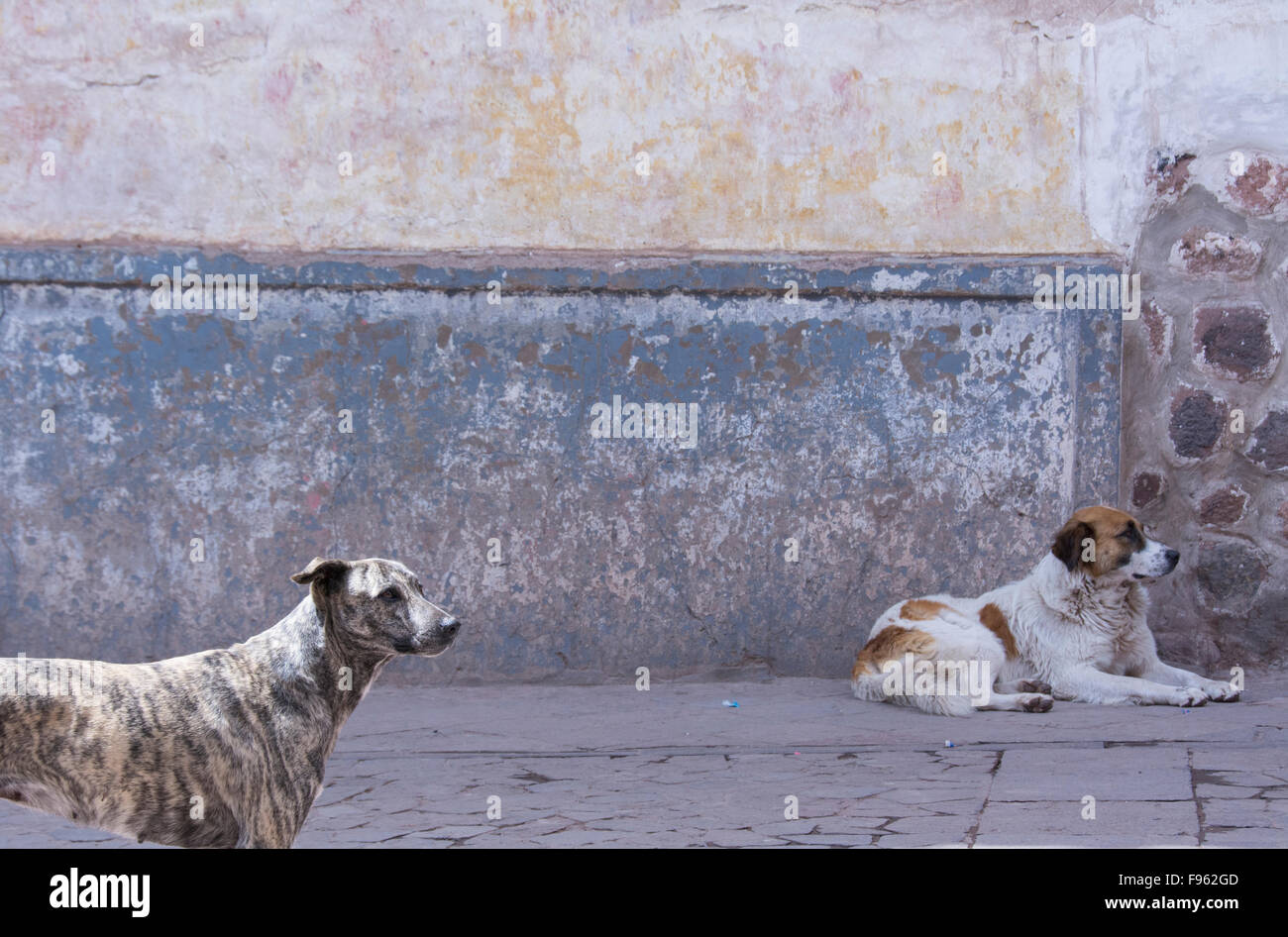 Perros de la calle fotografías e imágenes de alta resolución - Alamy