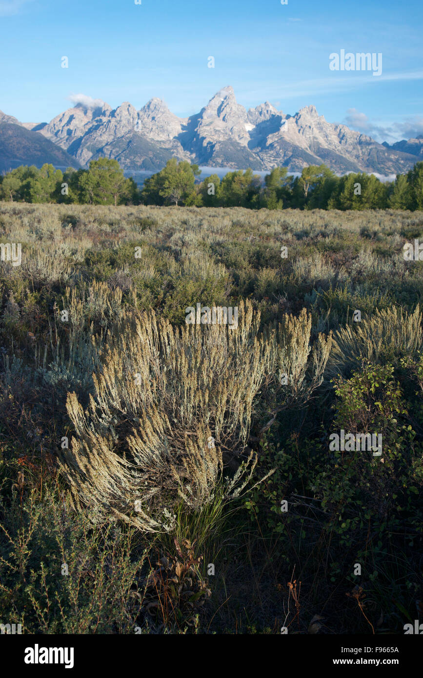 Pintoresca Cordillera Teton en el parque nacional Grand Teton, en Jackson, Wyoming, en América del Norte. Planta Silverygreen es grande Foto de stock