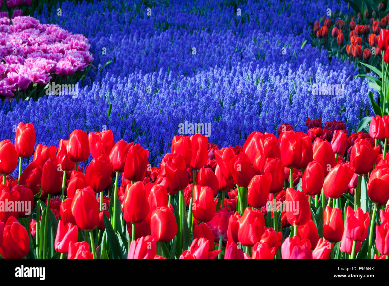 Los tulipanes en los jardines Keukenhof, Holanda Foto de stock