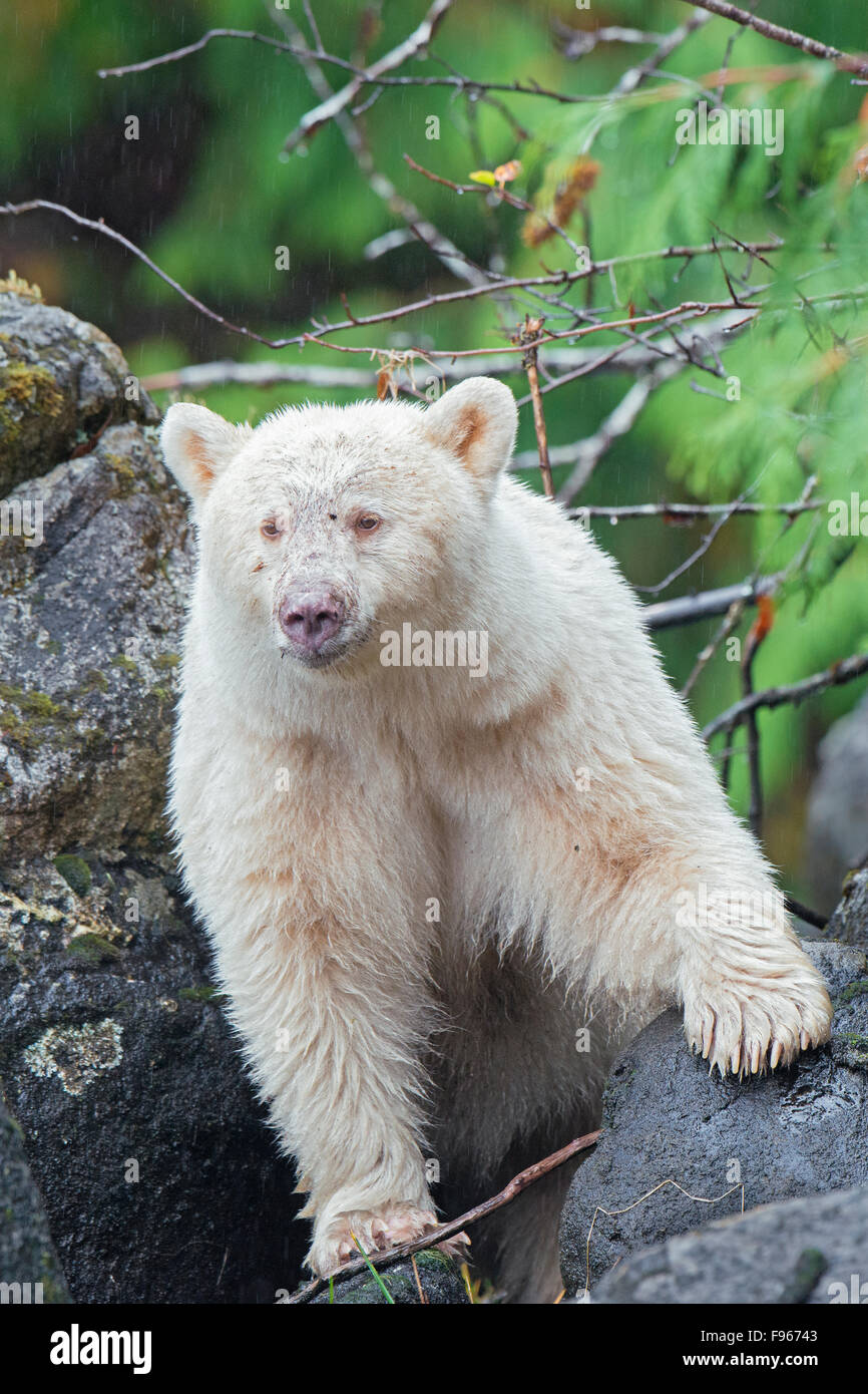 Espíritu oso (Ursus americanus kermodei), Great Bear Rainforest, British Columbia, Canadá Costa central Foto de stock