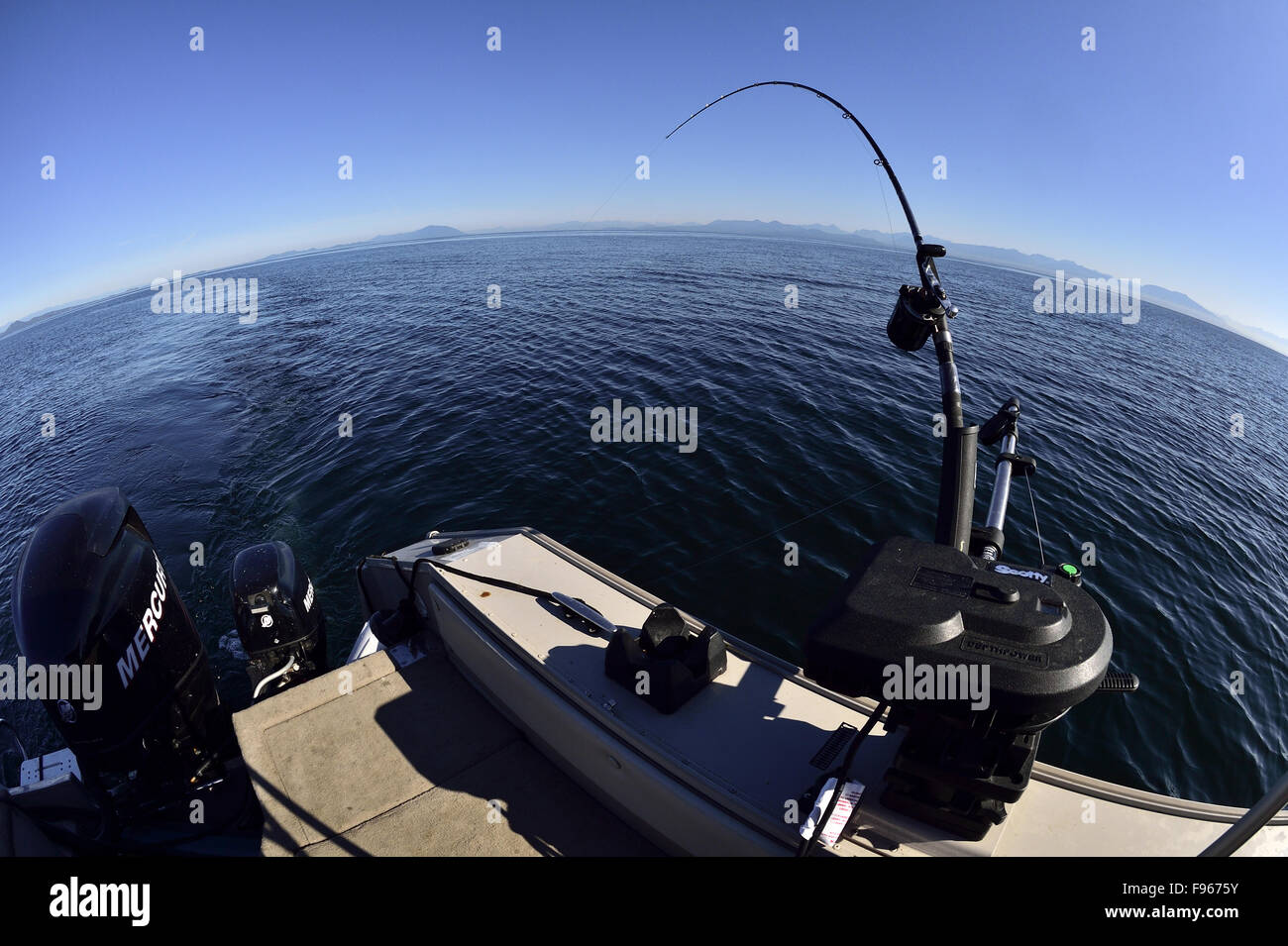 Un amplio ángulo de imagen de una caña de pescar salmón a un amañado Scotty downrigger preparado para capturar un salmón al curricán en el recto Foto de stock