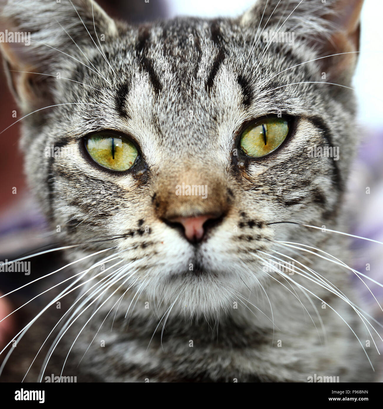 Tiger cat, granja de gato, ojos verdes, madre de gato, bigotes, mascotas,  gatos, Felis catus, Felis silvestris catus, domesticada Fotografía de stock  - Alamy