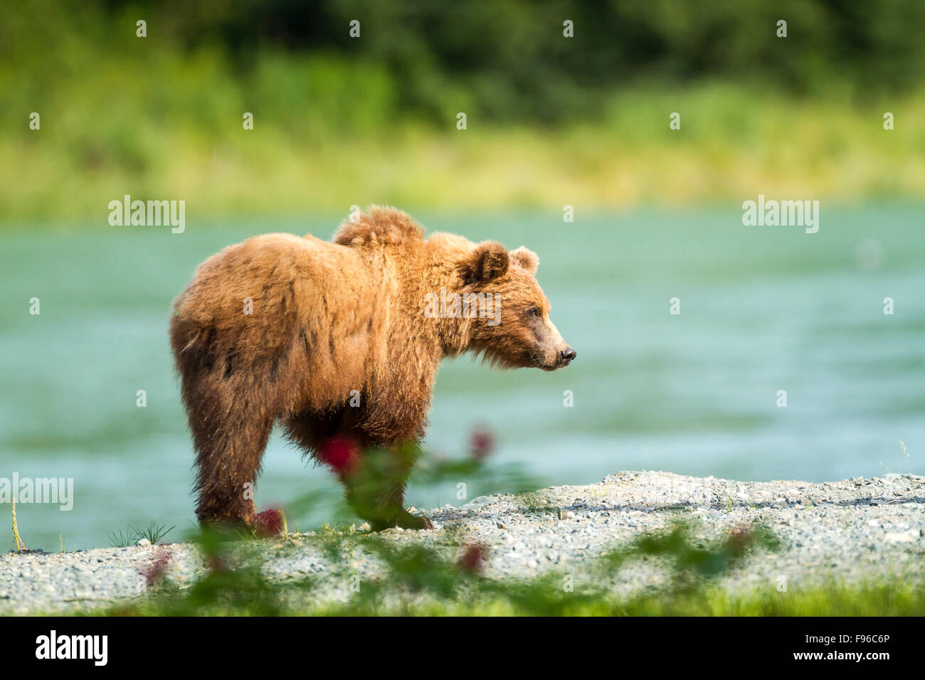 Oso grizzly (Ursus arctos) caminando junto al río Chilkoot, Chilkoot Lake State Recreation Sitio, Alaska, EE.UU. Foto de stock
