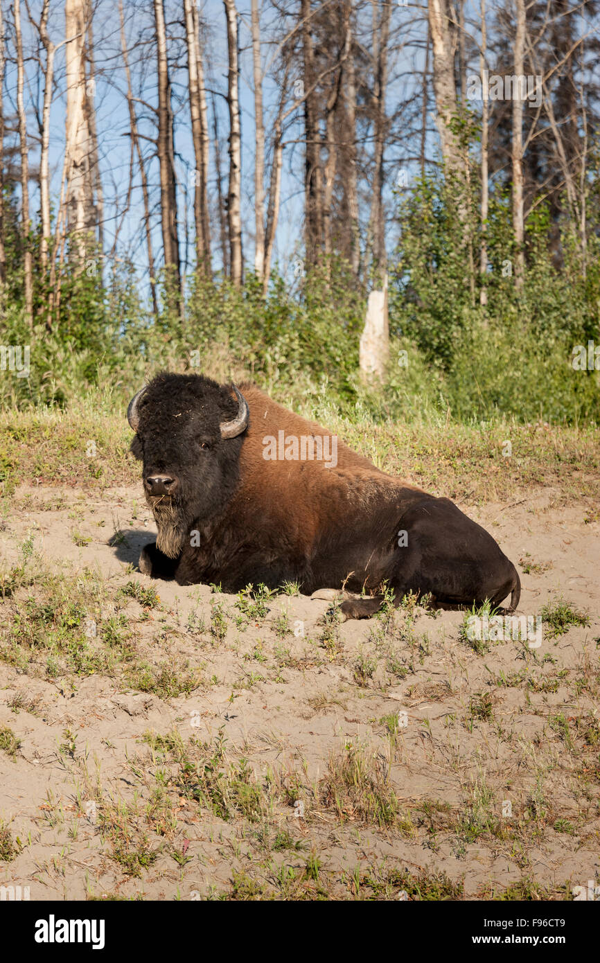 Roaming gratuito wild Wood el bisonte (Bison bison athabascae) a lo largo de la autopista de Alaska en el Liard Termas Provincial Park, British Foto de stock