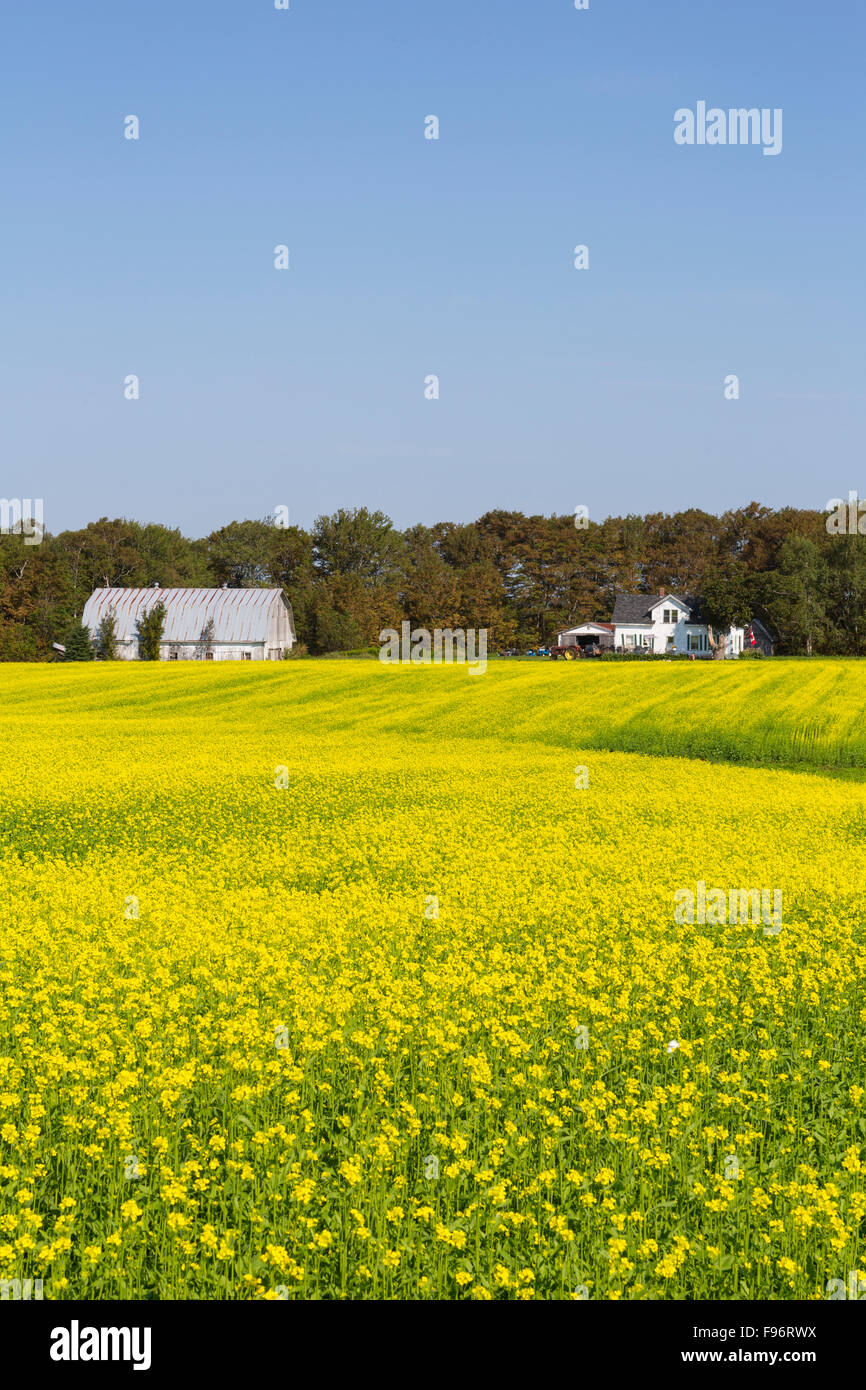 Granja y Campo de mostaza marrón en flor, Crapaud, Prince Edward Island, Canadá Foto de stock