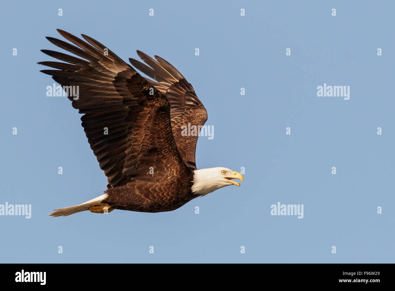 Aguila calva volando hacia arriba fotografías e imágenes de alta resolución  - Alamy
