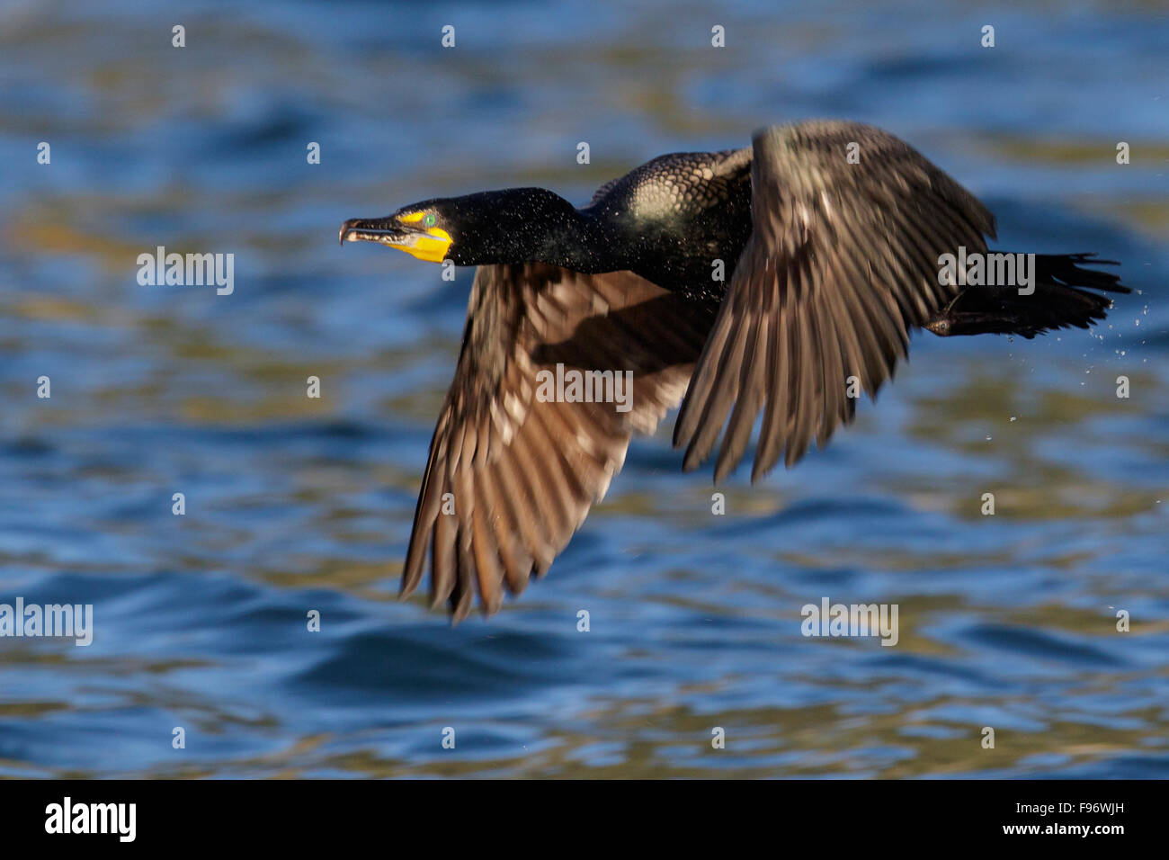 Doublecrested cormoranes (Phalacrocorax auritus) volando en Seward, Alaska. Foto de stock
