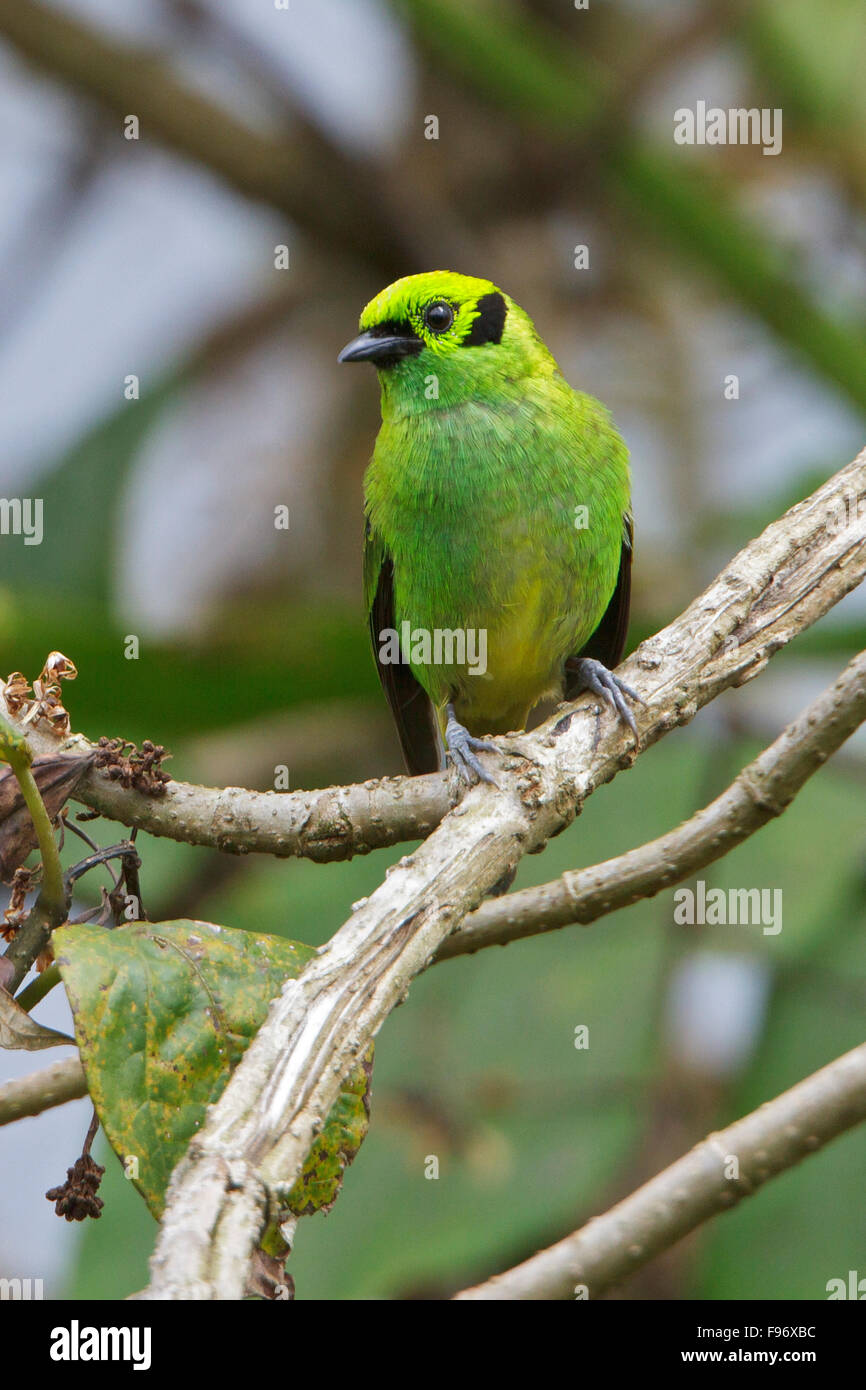 Emerald Tangara Tangara (Florida), posado en una rama en Costa Rica, Centroamérica. Foto de stock