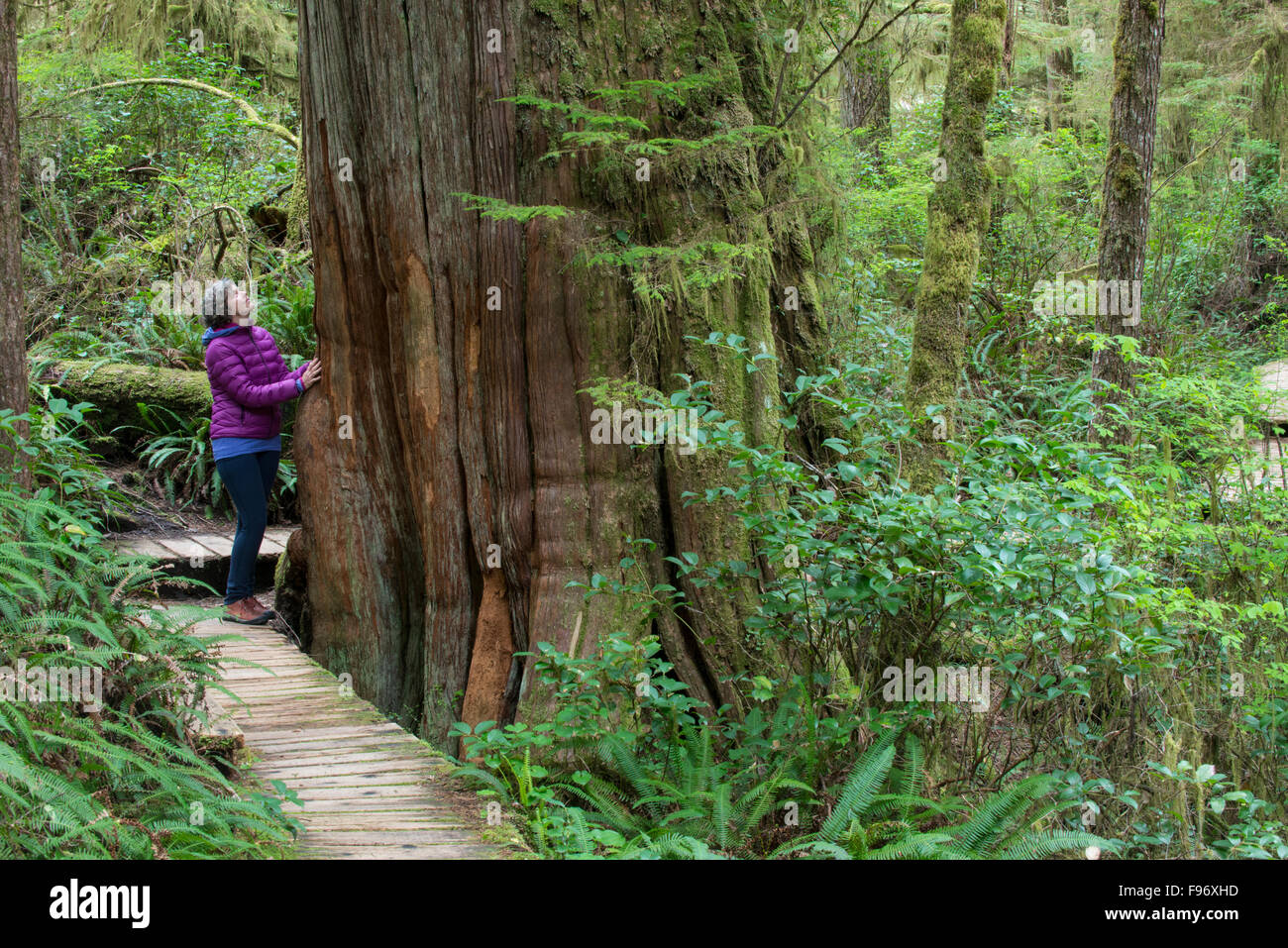 Visitante admira Western Redcedar (Thuja plicata), Sendero Selvático