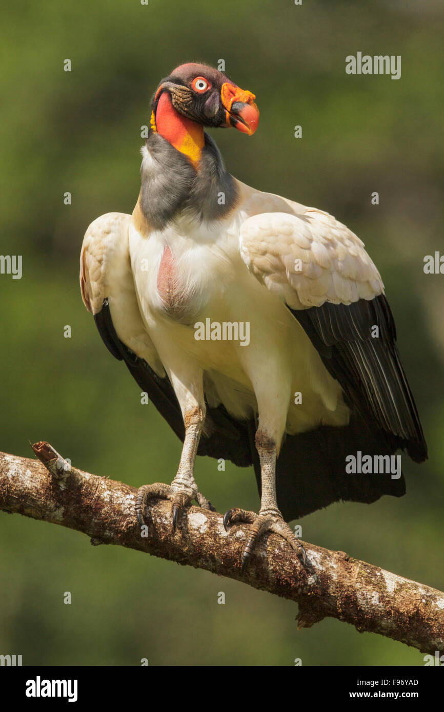 El cóndor de la selva (Sarcoramphus papa), posado en una rama en Costa