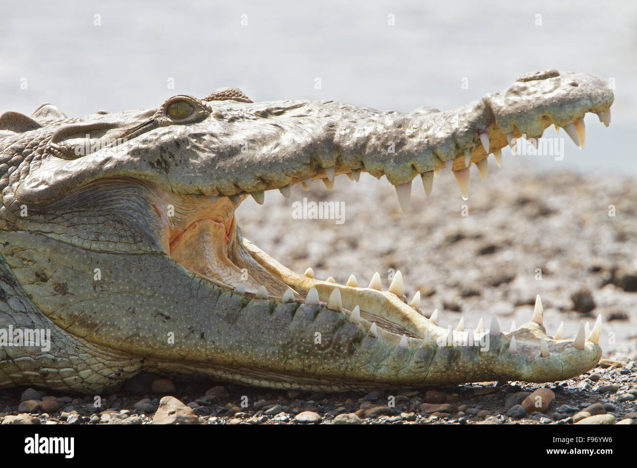 El cocodrilo en la orilla de un río en Costa Rica, Centroamérica. Foto de stock